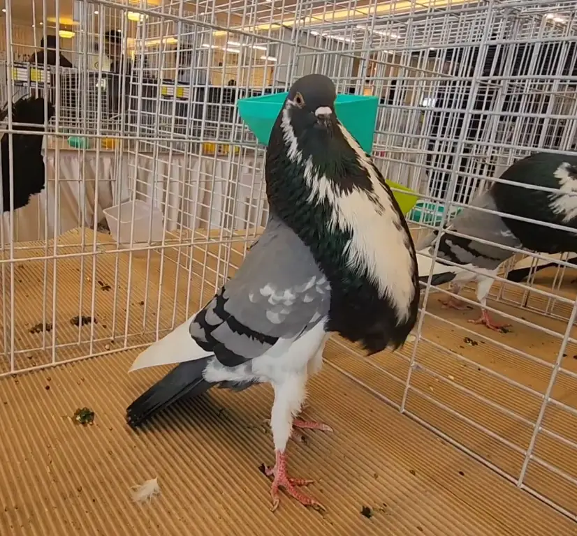 Pigeon Breeds