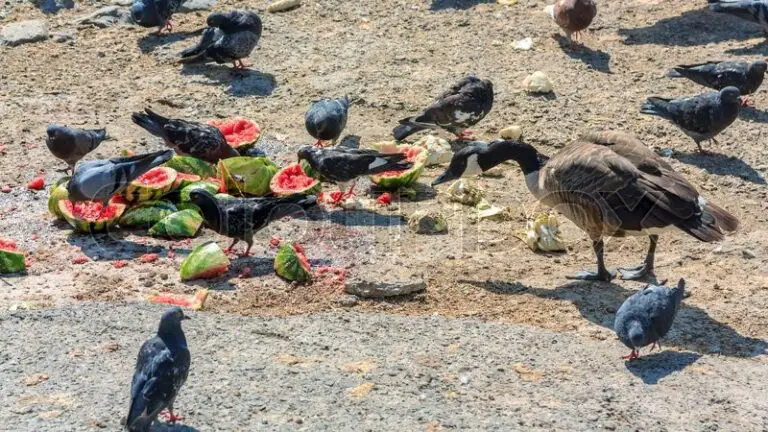 Can Pigeons Eat Watermelon