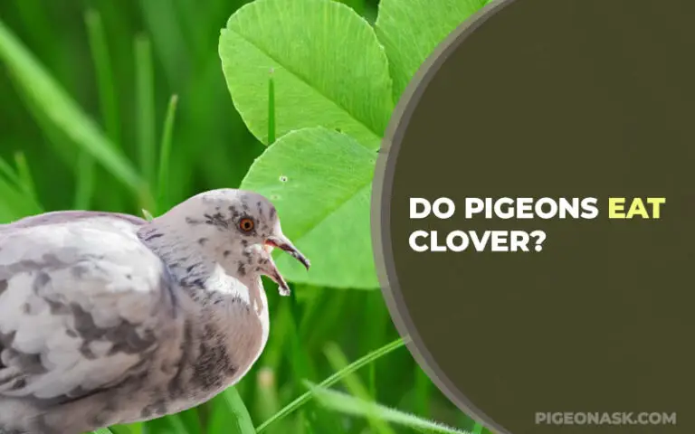 Do Pigeons Eat Clover