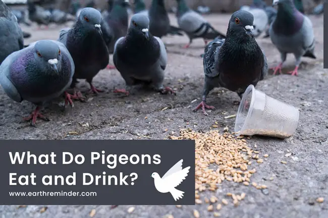Do Pigeons Eat Oats