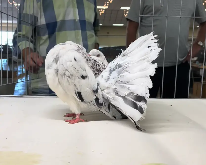 Are Fantail Pigeons Good Pets?