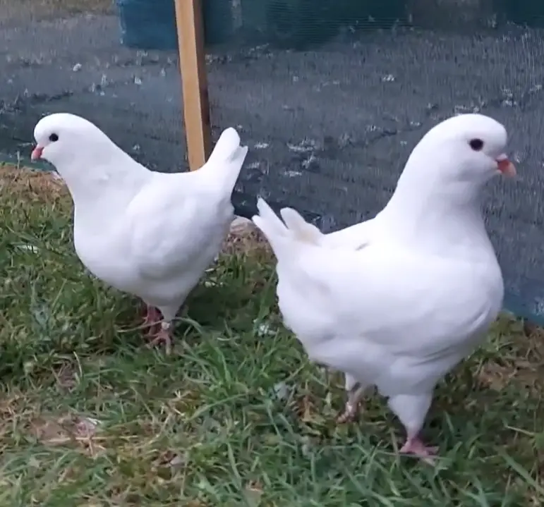 Are King Pigeons Good Pets?