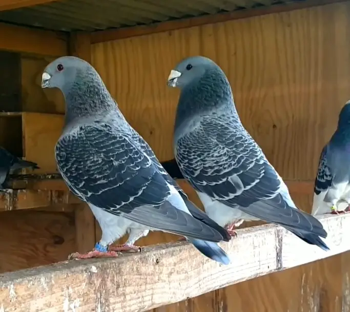 Are Homer Pigeons Good Pets?